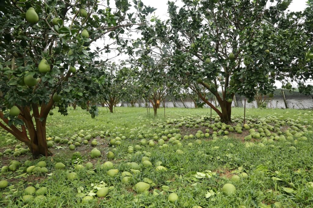 제4호 태풍 다나스가 타아난시를 비롯한 타이완 남서부 지방에 상당한 경제적 피해를 주었다. – 사진: 타이난시 정부 제공