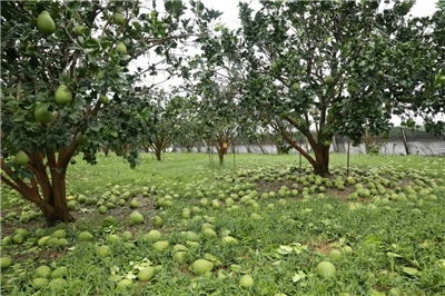 제4호 태풍 다나스가 타아난시를 비롯한 타이완 남서부 지방에 상당한 경제적 피해를 주었다. – 사진: 타이난시 정부 제공