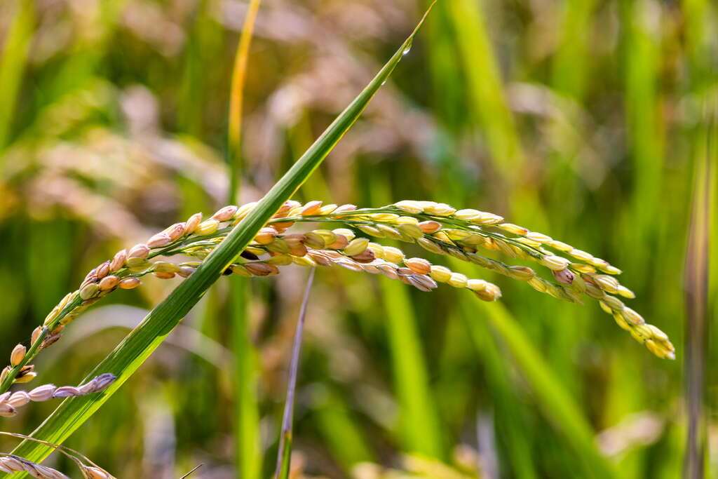 쌀로 유명한 타이둥 관산 - 사진: 타이둥현정부