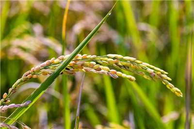 쌀로 유명한 타이둥 관산 - 사진: 타이둥현정부