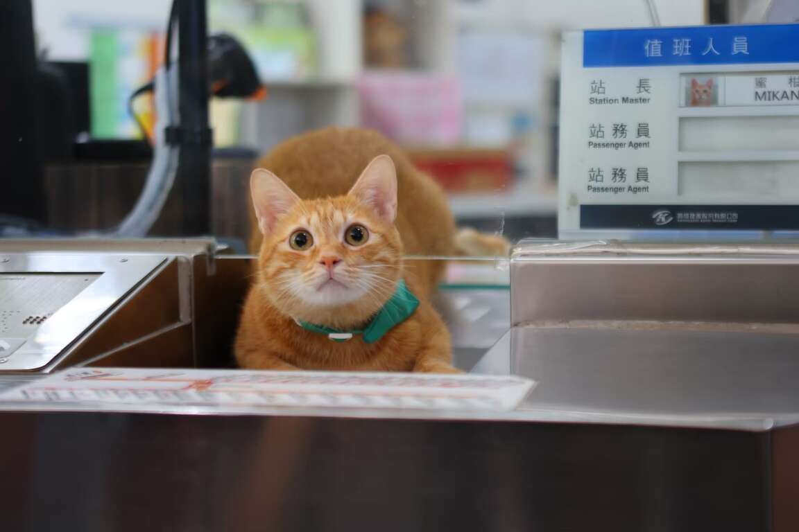 가오슝 지하철 차오터우 설탕공장역(橋頭糖廠站)의 고양이 역장 '밀감(蜜柑)' - 사진: 가오슝지하철