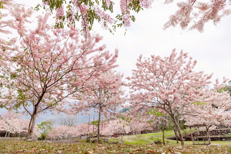 태국 벚꽃 ‘화기목(花旗木)’ - 사진: CNA