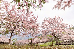 태국 벚꽃 ‘화기목(花旗木)’ - 사진: CNA