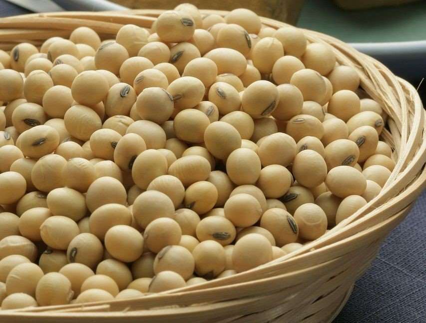 Amerika Syarikat mencatat hasil tuaian besar bagi kacang soya dan pelbagai produk pertanian lain tahun ini, namun berdepan tamparan hebat apabila pembeli utama, China, beralih sumber pembelian. Kini, Presiden Trump sedang mempertimbangkan untuk menyalurkan subsidi berjumlah berbilion dolar AS bagi membantu para petani terjejas. (Sumber gambar: Pixabay)