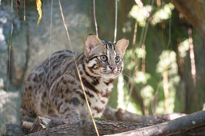 Gambar menunjukkan kucing batu dalam arkib foto. Sumber: CNA