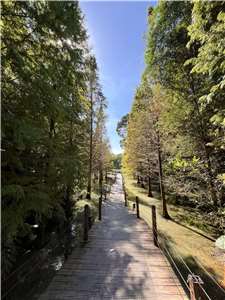 Pokok Cypress Botak di Green World Ecological Farm (Taman Ekologi Dunia Hijau)