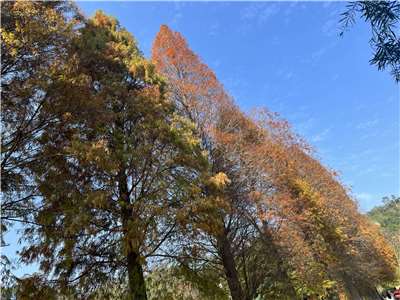 pokok cypress botak di Beipu. (Gambar disediakan oleh pengacara program） 