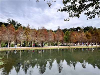 Pokok cypress botak di Daxi. (Gambar disediakan oleh penyampai program)