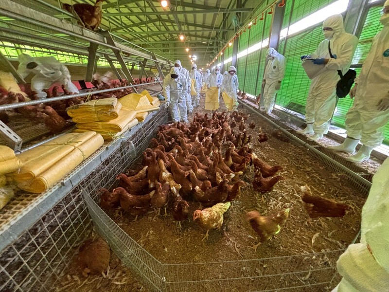 Sebuah ladang ayam telur di Daerah Fengyuan, Bandaraya Taichung disahkan dijangkiti selesema burung. Pada pagi 29 Januari, kerajaan Bandaraya Taichung menghantar pegawai ke ladang tersebut untuk melaksanakan pemusnahan ayam secara sah.
(Disediakan oleh Kerajaan Bandaraya Taichung)
Dilaporkan oleh wartawan CNA, Hao Xueqing melalui faks, 29 Januari 2026
