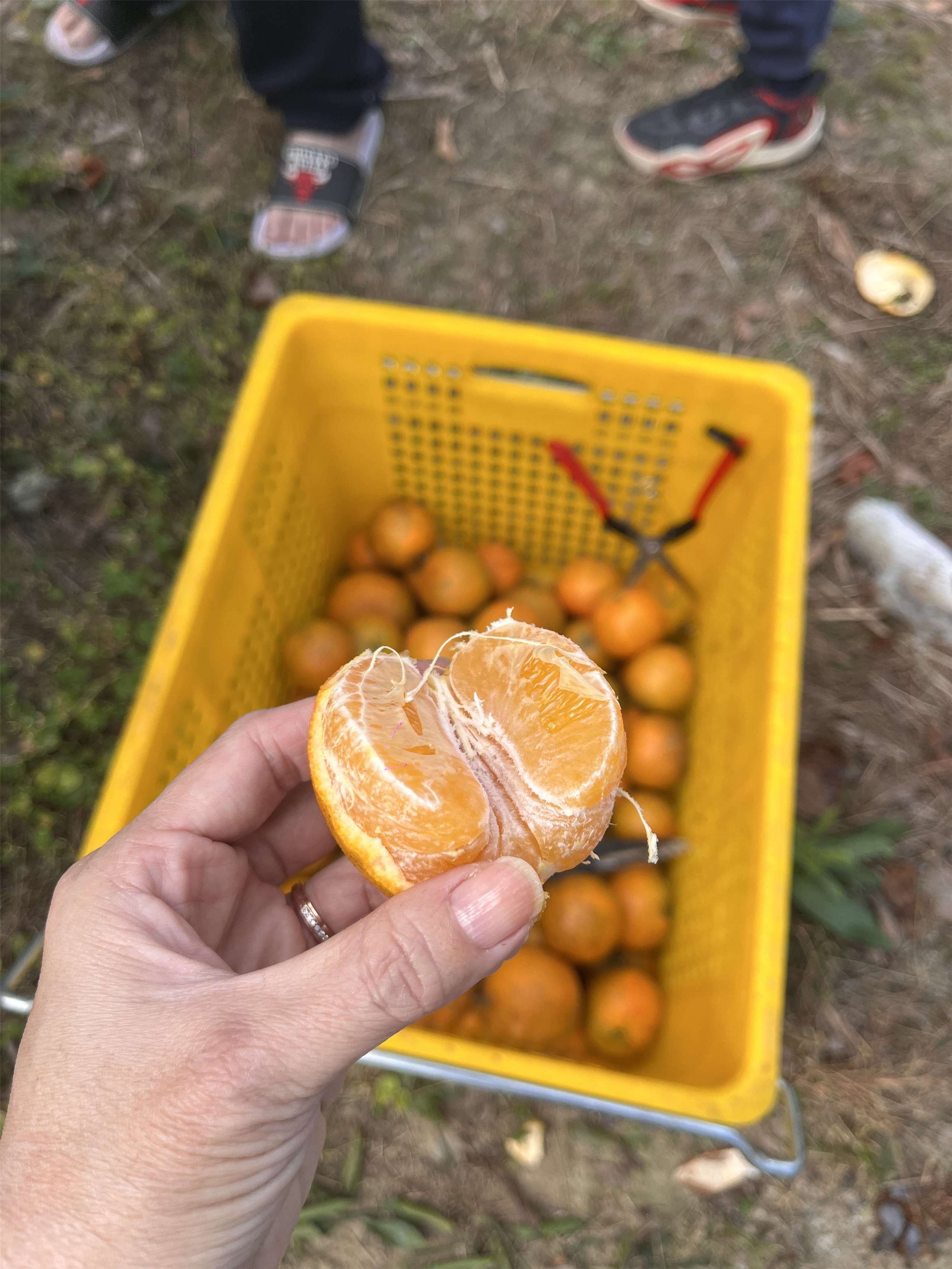 Buah-Buahan Limau Mandarin di Hsinchu,Taiwan