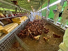 Sebuah ladang ayam telur di Daerah Fengyuan, Bandaraya Taichung disahkan dijangkiti selesema burung. Pada pagi 29 Januari, kerajaan Bandaraya Taichung menghantar pegawai ke ladang tersebut untuk melaksanakan pemusnahan ayam secara sah.
(Disediakan oleh Kerajaan Bandaraya Taichung)
Dilaporkan oleh wartawan CNA, Hao Xueqing melalui faks, 29 Januari 2026
