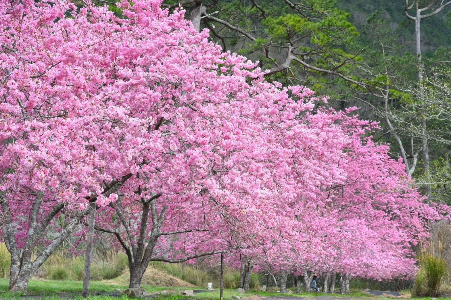 Bunga sakura di Wuling Farm sedang mekar sepenuhnya, mewujudkan pemandangan yang indah. (Foto disediakan oleh  Wuling Farm)