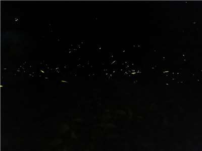 kelip-kelip berterbang di Neiwan