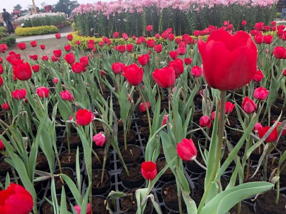 Flowers Festival sa Shilin Official Residence