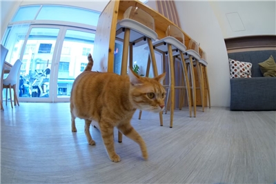 Pet Café in Taichung, photo from Abby Lu