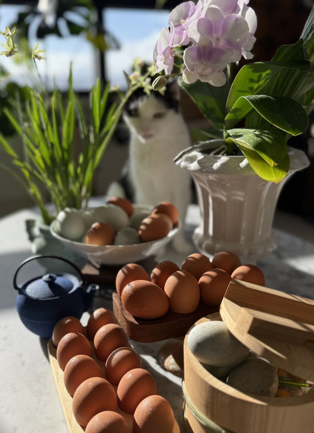 歐盟2012年全歐禁用格子籠（面積A4籠）養雞，美國麥當勞2011年宣布每年至少買1200萬顆非籠飼雞蛋，英國荷蘭麥當勞完全使用自由放牧雞蛋（free range eggs），紐澳麥當勞也不買格子籠蛋。