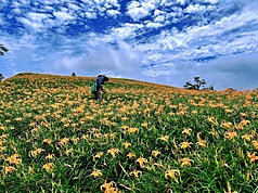 Daylily, photo from CNA