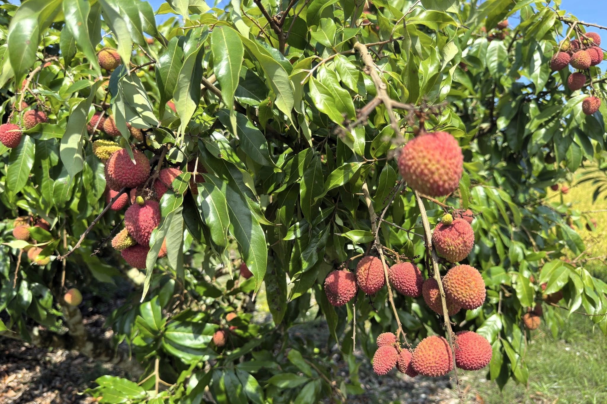 Bunches of fresh lychees with red shells hang on trees in an orchard in Hualien. A tree can carry 500 kilograms of fruit (Photo: Wang Chao-teng). 