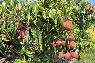 Bunches of fresh lychees with red shells hang on trees in an orchard in Hualien. A tree can carry 500 kilograms of fruit (Photo: Wang Chao-teng).   