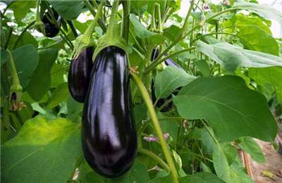 Eggplant (Photo: Juan Magsasaka)