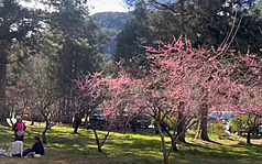 LG
LG
Namumulaklak na ang Kawazu Cherry Blossoms sa Wuling Farm

May ilang puno ng cherry blossom sa Wuling Farm na nagsimula nang mamulaklak. Ayon sa mga empleyado ng bukirin, tinatayang nasa 30% na ng mga Kawazu cherry blossoms ang ganap na namumulaklak sa kasalukuyan. Ang mga bisitang maagang umakyat sa bundok para mag-cherry blossom viewing ay humanga at nagsabing napakaganda ng tanawin. May ilang turista rin na nagpi-picnic sa ilalim ng mga puno habang nilalasap ang sikat ng araw at ang paglaglag ng mga talulot ng bulaklak.

(Ibinigay ng mamamayan)
Ipinadala ng Central News Agency reporter na si Zhao Liyan — ika-24 ng Enero, 2026


