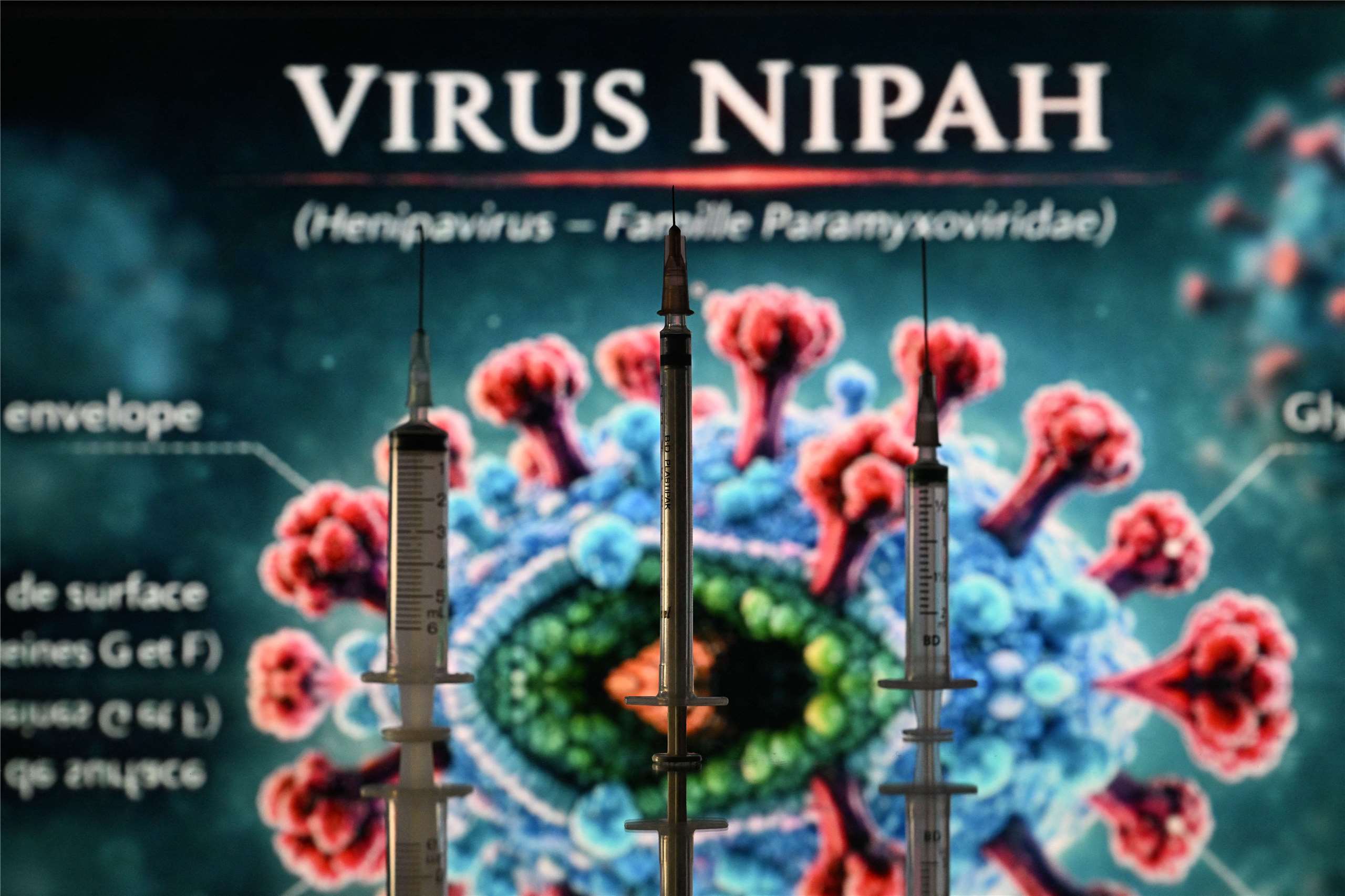 (Nipah Virus, NiV)。(AFP)