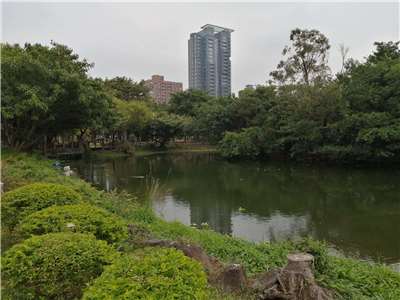 Большой экопруд в лесопарке «Даань». Фото: Андрей Чжоу.
