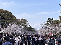 Парк Уэно в Токио. Фото: CNA