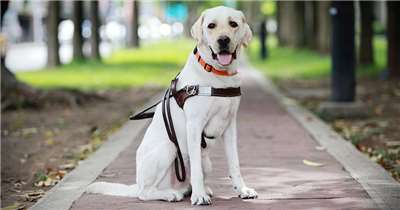 Фото: Taiwan Guide Dog Association 台灣導盲犬協會