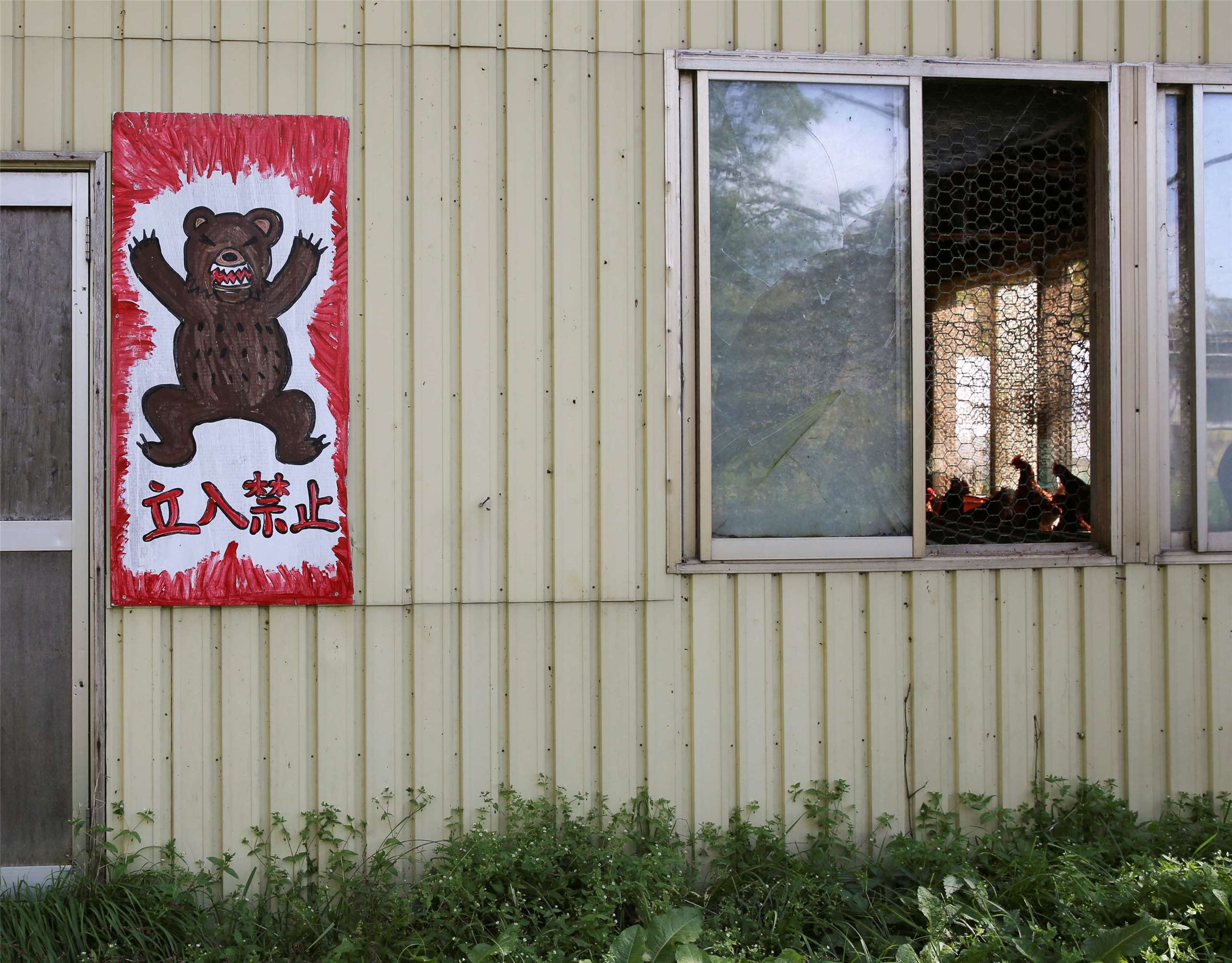 日本有兩種熊類棲息，包括亞洲黑熊以及分布於北海道、體型更碩大的棕熊。圖攝於北海道。