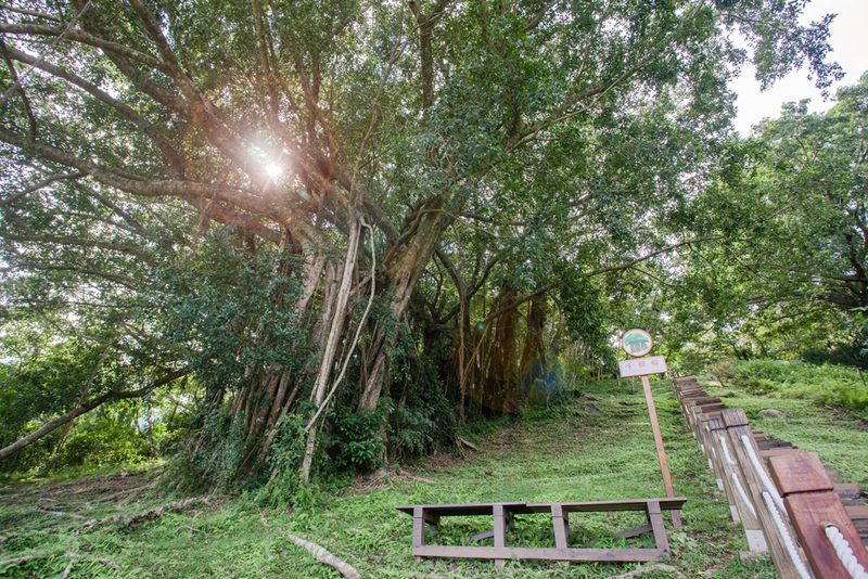 農業部林業及自然保育署3日宣布，所轄管的13處國家森林遊樂區，10至12日國慶連假期間，提供入園門票半價優惠。（林保署提供）