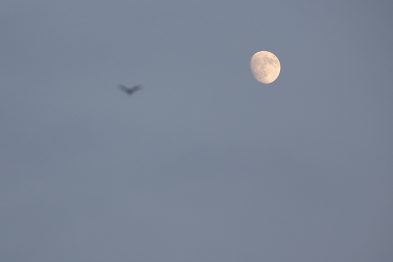 中央氣象署5日表示，中秋節中南部及各山區有局部午後雷陣雨，晚間各地撥雲見月機率高。