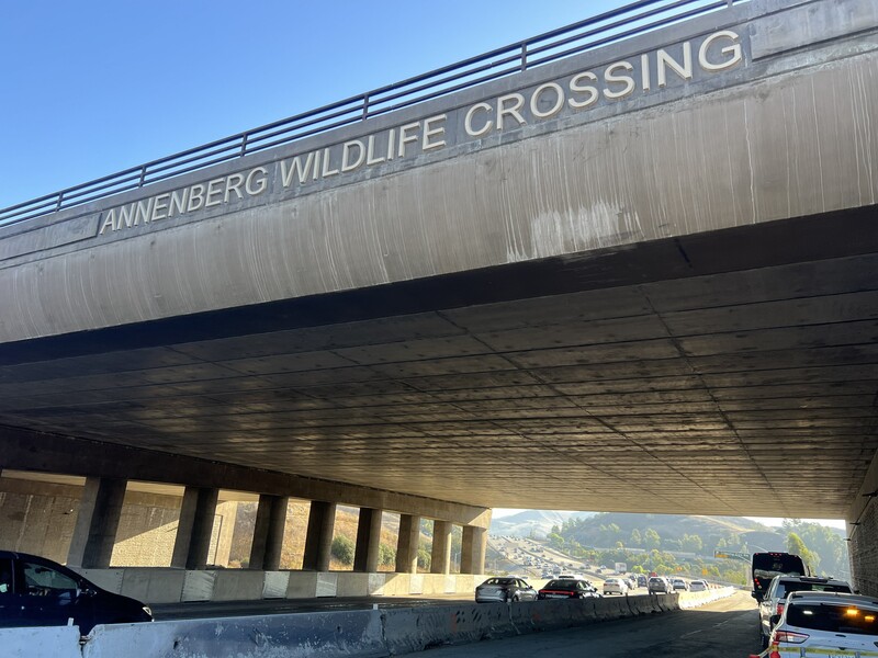 洛杉磯「華立斯．安納伯格野生通道」（Wallis Annenberg Wildlife Crossing）預計2026年完工，幫助瀕臨絕種的美洲獅跨越10線道101號高速公路，擴大棲息地。
