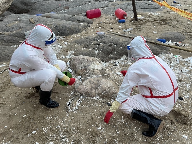 馬祖北竿鄉芹壁村23日發現疑似海漂死亡豬隻，現場拉起封鎖線進行管制，經檢疫人員採樣及環境清潔消毒後，完成死亡豬隻焚燬及掩埋作業，全案均依標準作業程序處理。（海巡署提供）