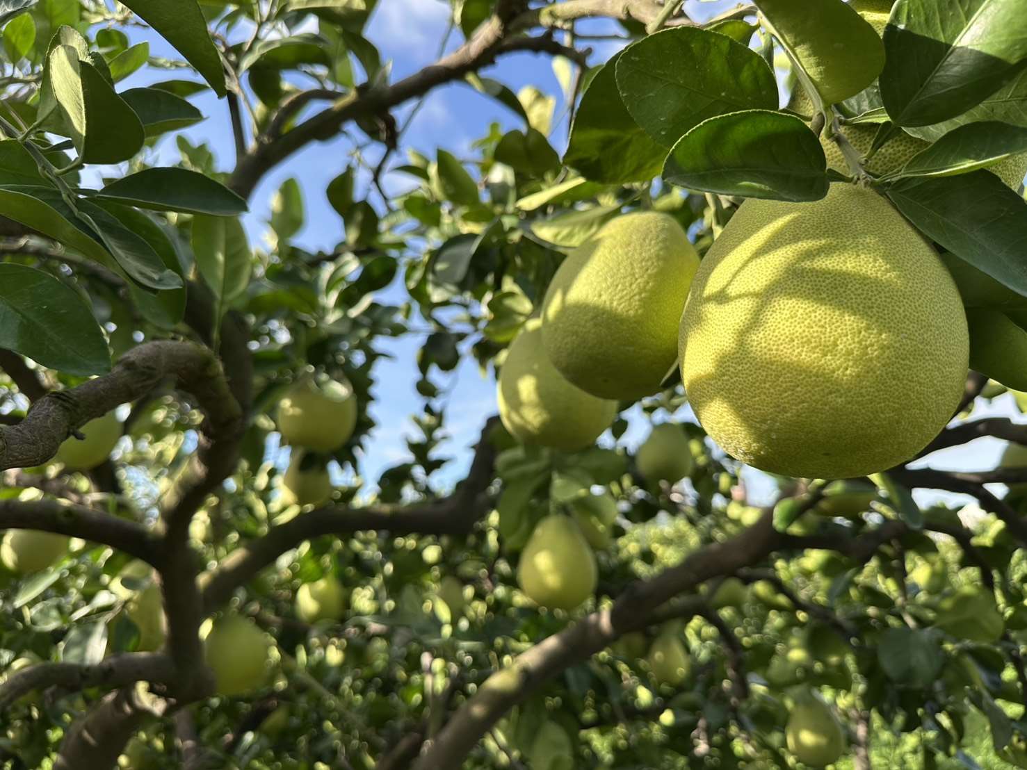 雲林縣斗六果菜生產合作社理事主席張冠倫栽種文旦，獲得2025年雲林縣斗六市公所舉辦文旦品質評鑑優質獎。（圖：張冠倫提供）