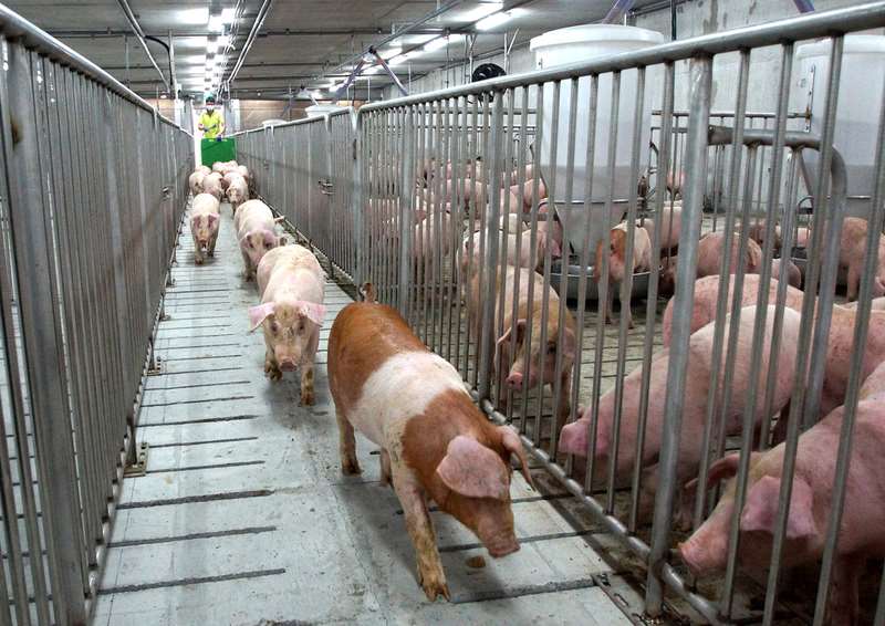 台糖豬場。資料照。