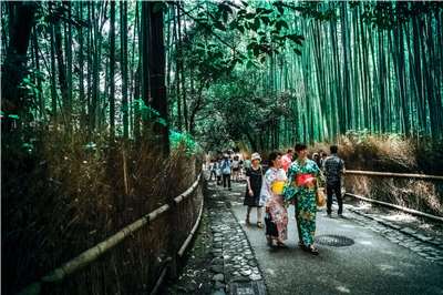 日本熊出沒事件頻傳，連京都嵐山附近也傳出有熊出沒。圖為日本京都著名景點嵐山竹林小徑。(Pexels)