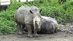台北市立動物園高齡38歲的白犀牛「犀慧」18日中午離世，園方表示，已請台大獸醫團隊進行病理解剖，釐清死因。（台北市立動物園提供）

