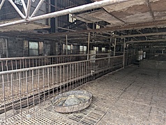 台灣出現首例疑似非洲豬瘟案例，農業部從台中梧棲區一處養豬場死亡豬隻驗到非洲豬瘟陽性反應。
