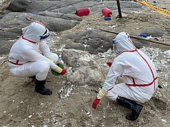 馬祖北竿鄉芹壁村23日發現疑似海漂死亡豬隻，現場拉起封鎖線進行管制，經檢疫人員採樣及環境清潔消毒後，完成死亡豬隻焚燬及掩埋作業，全案均依標準作業程序處理。（海巡署提供）