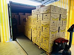 高雄香蕉搶攻外銷市場，10月起每週穩定出貨至新加坡。市府農業局表示，今年出口新加坡總量可望突破20公噸，展現高雄農產穩定供應與國際行銷成果。
（高雄市農業局提供）
