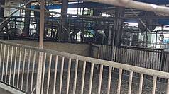 台中梧棲1處養豬場驗出非洲豬瘟，市府已將場內豬隻全數撲殺。(資料照片)