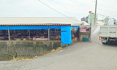 圖為嘉義縣養豬場外圍消毒情形。
