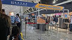 非洲豬瘟中央災害應變中心30日晚間表示，關於入境旅客行李查驗，維持非洲豬瘟高風險國家的分流制度不變，但針對所有入境旅客的行李查驗比例提高。 (圖：中央社)