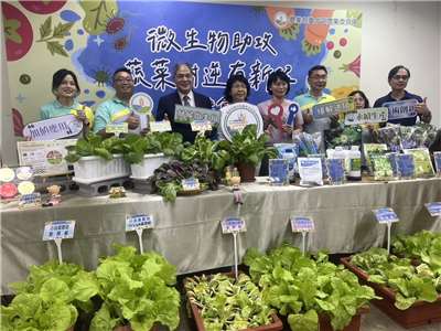 農業部台中區農業改良場成功篩選出4株具功能性的優良菌株。經過溫室與田間試驗證實，菌株可以有效提升蔬菜在淹水、乾旱及高溫等逆境下的生長表現2至5成。(圖/陳林幸虹 攝)