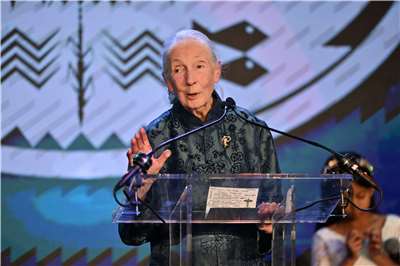 國際 知名保育專家珍古德（Jane Goodall）辭世，享壽91歲。