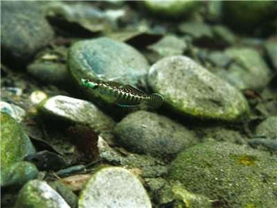 明仁枝牙鰕虎（周銘泰攝）