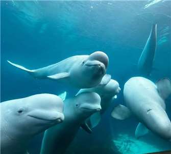 白鯨。(IG@Marineland of Canada)