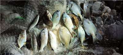 臺灣俗諺要角  漁