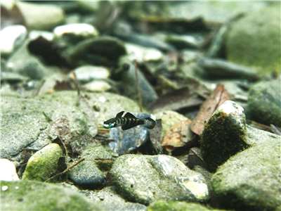 青峰枝牙鰕虎-周銘泰攝